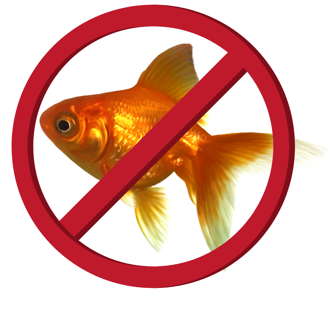 Attention Spans, Goldfish & Fake News
